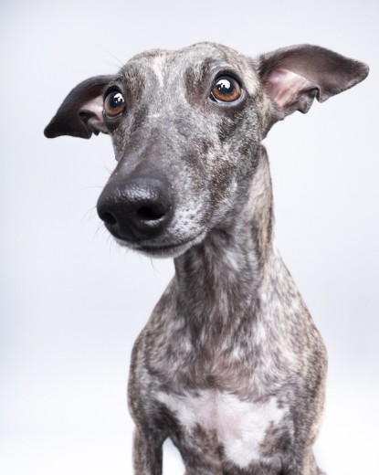 Musa la whippet